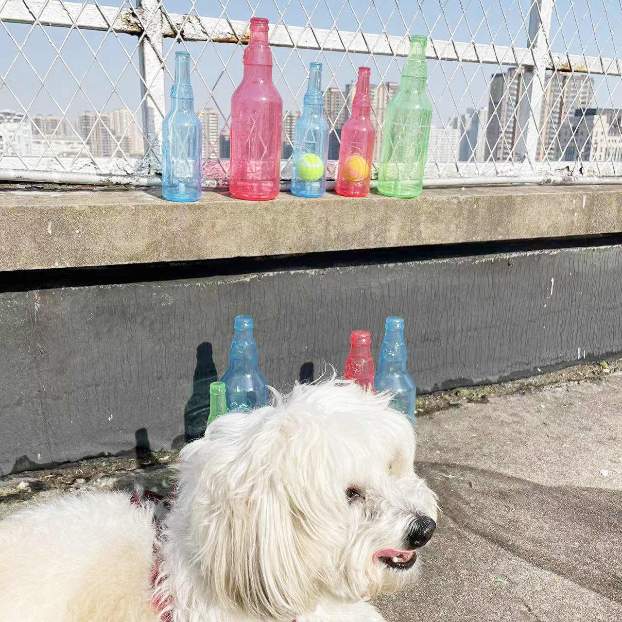 Pet TPR Tennis Bottle Toy